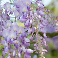 Fragrant vines!