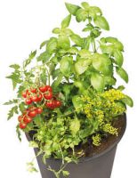 my planter pot