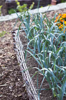 Leek - sowing, growing and harvesting leek Leek - sowing, growing and harvesting leek Leek Companion Plants