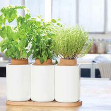 Growing vegetables with ready-made kits
