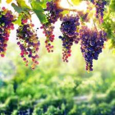 Ornamental and generous, the grapevine