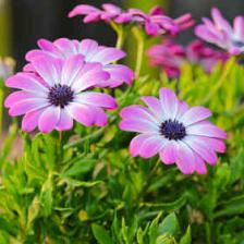 Osteospermum – osteo in the garden