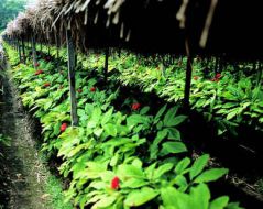 ginseng plant