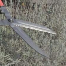 How to trim lavender