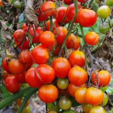 Tomato blight, effective treatments against downy mildew