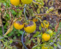 Tomate, mildiu