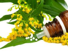 solidago