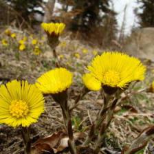 Coltsfoot health benefits and therapeutic value