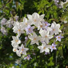 Solanum, Potato vine, a jasmine look-alike