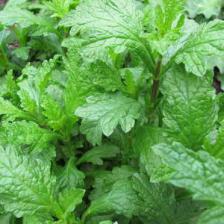 Medicinal verbena for delicious herbal tea