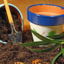 Prepare cuttings from your favorite plants