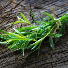 Tarragon health benefits and therapeutic value