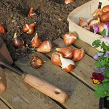 Planting and sowing in fall