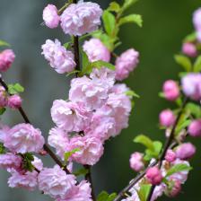 Flowering plum, Prunus trees