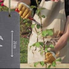 Preparing rose tree cuttings, when and how to do it