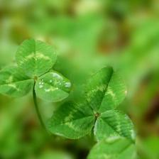 Green manure, give it a thought!