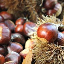 The Chestnut, fruit that symbolizes fall