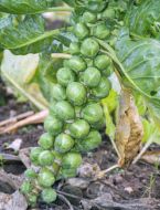 growing winter vegetables