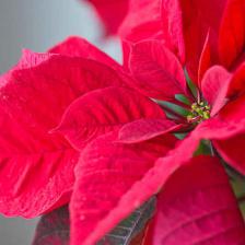 Poinsettia, star of Christmas