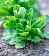 winter lettuce