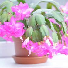 Schlumbergera, the Christmas cactus