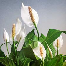 Spathiphyllum, the “peace lily”