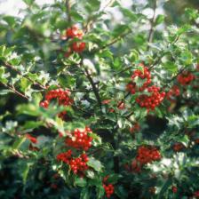 Magical holly!