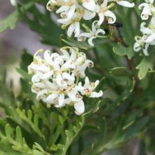 Lomatia tinctoria – a simply astounding shrub