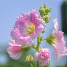 Marshmallow, a cute medicinal flower