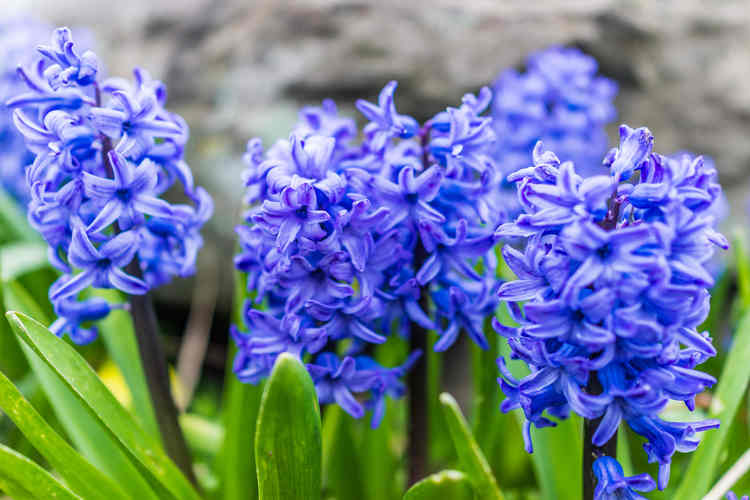Hyacinths planting and advice on how to care for them
