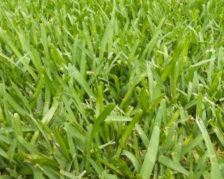 A green lawn sown with kikuyu grass.