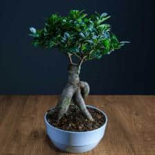 Ficus ginseng, a cute little bonsai