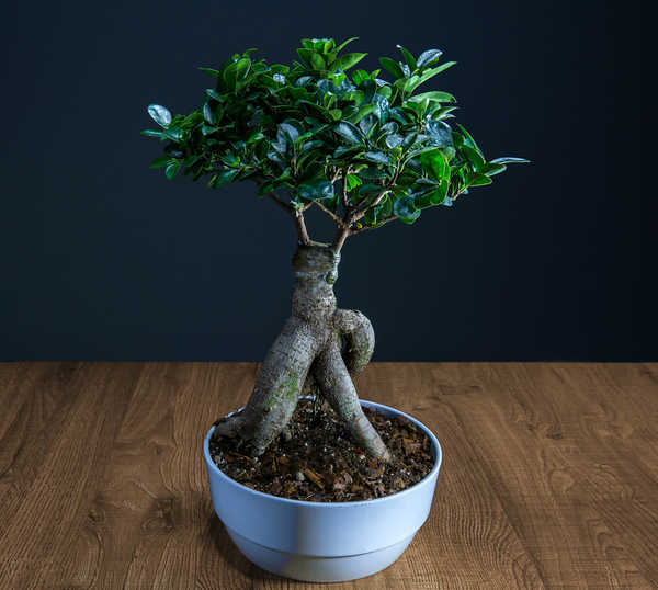 Ficus ginseng pruning, watering and how to care for it