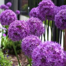 Giant onion, simply magnificent flowers