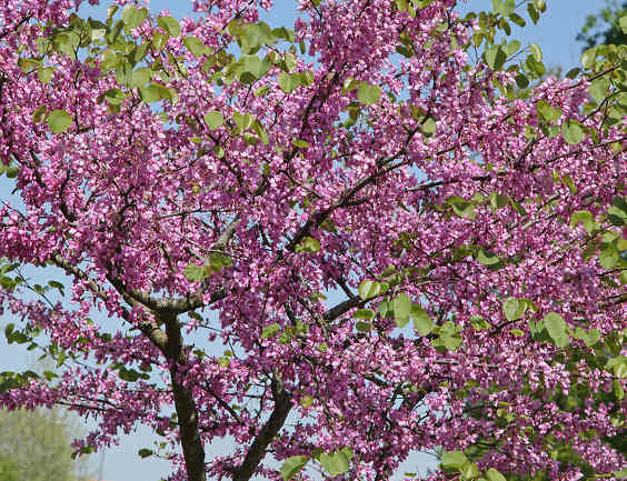 Judas Tree Growing Care And T Judas Tree Remarkable Blooming