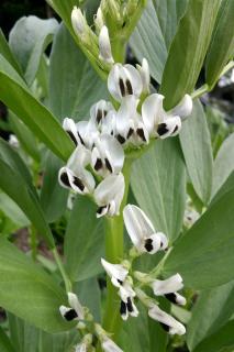 Growing and blooming broad bean.