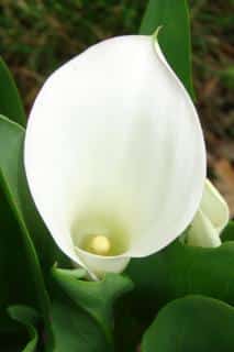 White calla lily close up.