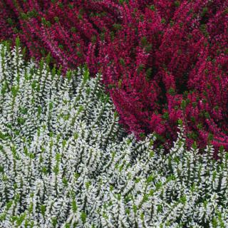 Erica in two hues, white and dark pink, covering the ground with heather.