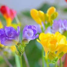 Freesia, colors and fragrance