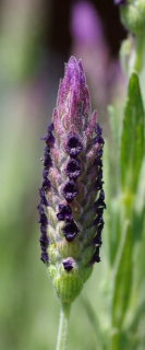 Close-up of a single French lavender panicle just about to open up.