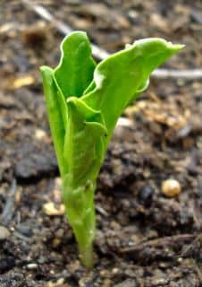 Broad bean sprouting from the ground