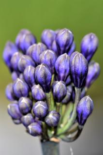 Slightly more mature lily of the nile flower buds.
