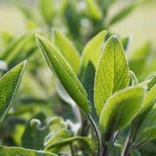 Medicinal sage, tips on how to grow it
