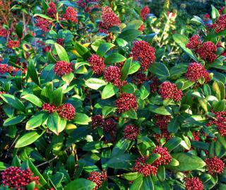 Skimmia flowers range from pale pink to red.
