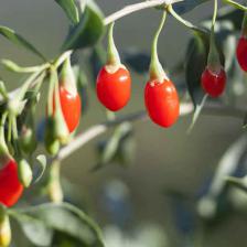 Goji berry, a very interesting fruit tree