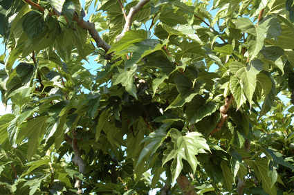 mulberry tree, a great tree for shade in the summer