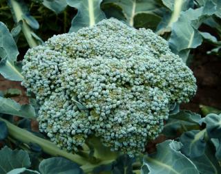 Grown head of broccoli cabbage still on the stem.