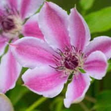 Clematis, queen of vines