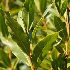 Bay laurel, a very aromatic shrub