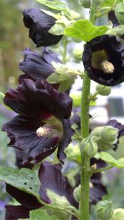 A tall upright flowered stem of a black hollyhock flower.